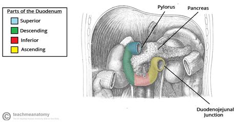 The Small Intestine - Duodenum - Jejunum - Ileum - TeachMeAnatomy