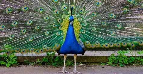 What Do Peacocks Eat? - A-Z Animals