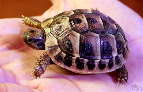 Hermann’s Tortoise (testudo hermanni)