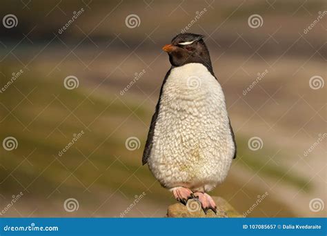 Close Up of Southern Rockhopper Penguin Standing on Stone Stock Image - Image of behavior, blue ...