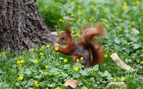 🔥 [50+] Cute Squirrel Wallpapers | WallpaperSafari