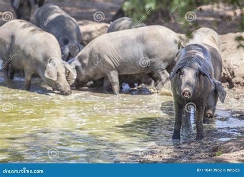 Black Iberian Pigs Enjoying the Pond, Extremadura, Spain Stock Photo - Image of oaks, mammals ...