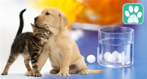 Homeopathy for Animals-Veterinary Homeopathy