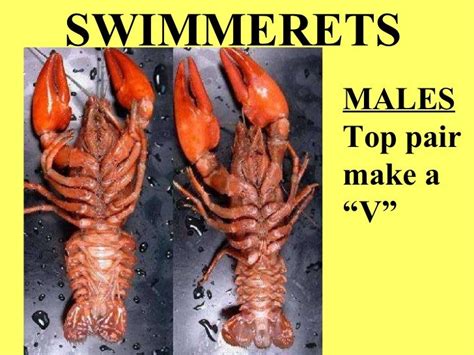 Crayfish Swimmerets Male Vs Female