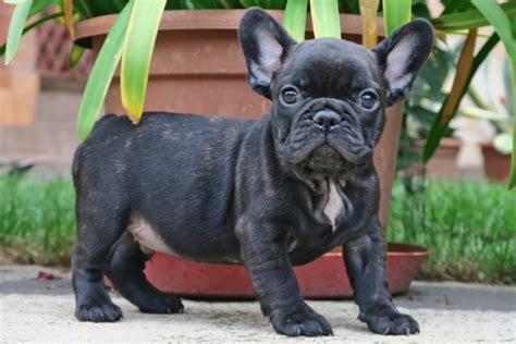 Black brindle French bulldog puppies - TomKings kennel