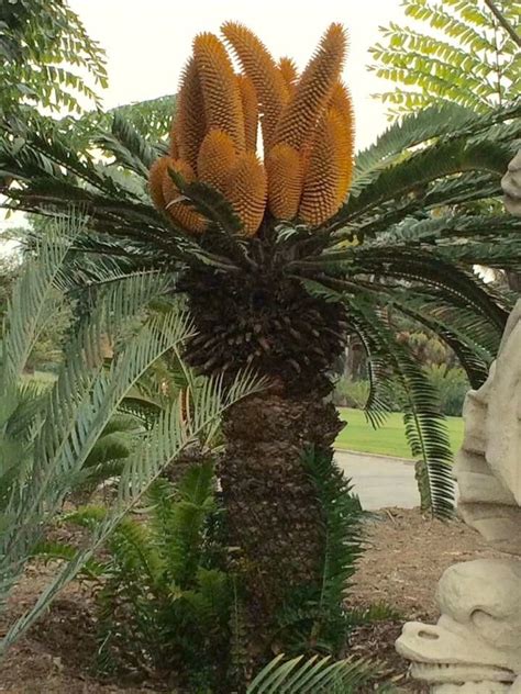 Encephalartos woodii | Plants, Architectural plants, Trees to plant