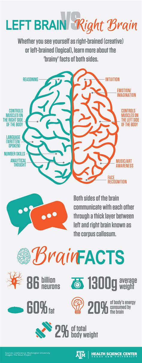 INFOGRAPHIC: Left brain vs. Right brain – Vital Record