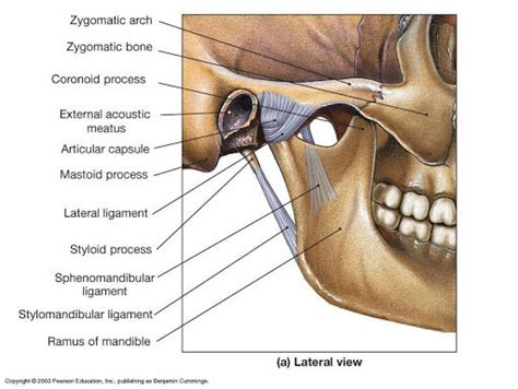 The temporomandibular joint (TMJ), pain, and how to fix it. — Cedar ...