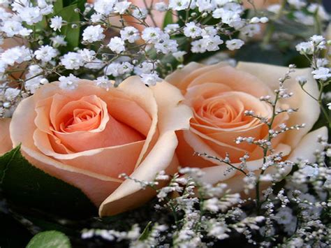 Flowers World: Peach Roses