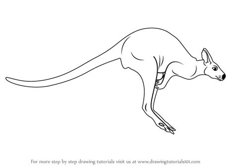 Learn How to Draw a Kangaroo (Zoo Animals) Step by Step : Drawing Tutorials