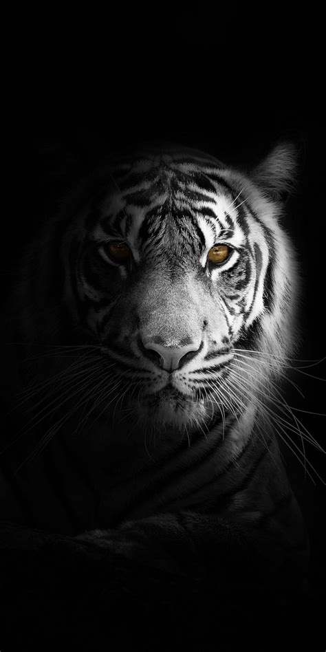 Tiger Minimalist Wallpapers - Top Free Tiger Minimalist Backgrounds ...