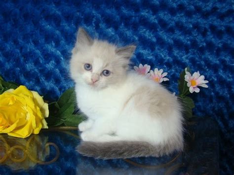 Ragdoll Kittens for Sale - Buy Ragdoll Kittens | Ragdoll kitten, Ragdoll kittens for sale, Kittens