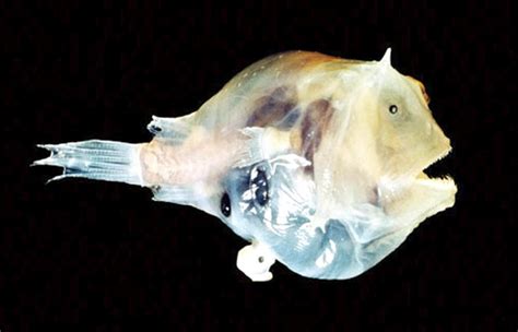 Anglerfish – "OCEAN TREASURES" Memorial Library