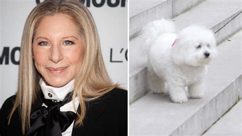 Barbra Streisand cloned her dog twice | Fox News