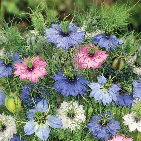 Love in a Mist Seeds - Mixed Colors | Flower Seeds in Packets & Bulk | Eden Brothers