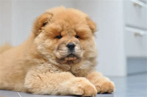 Chow Chow: What To Know Before Buying - Perfect Dog Breeds