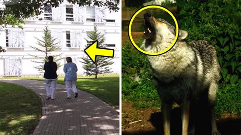 A Wolf Went to a Hospital and Refused to Leave. You Won't Believe The Reason! - YouTube