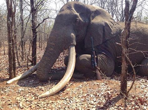 Biggest elephant killed in Africa in 30 years conjures memories of Cecil the lion - Men's Journal