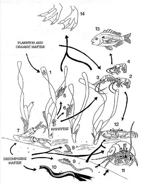 2B. Seagrass habitat of the Bay Area. Seagrasses provide an important... | Download Scientific ...