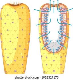 Diagram Sponges Structure Biology Education Illustration Stock Vector ...