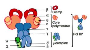 DNA Polymerase III Holoenzyme | 3R How - Replication Recombination Repair