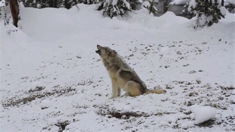 New Video Shows the Hierarchy of Yellowstone's Wapiti Wolf Pack