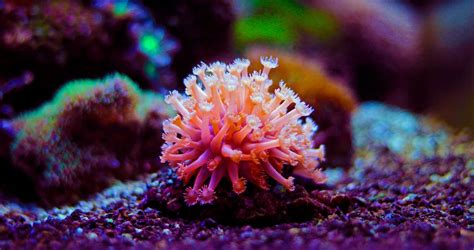 SPS/LPS Coral Species Pictures Photos