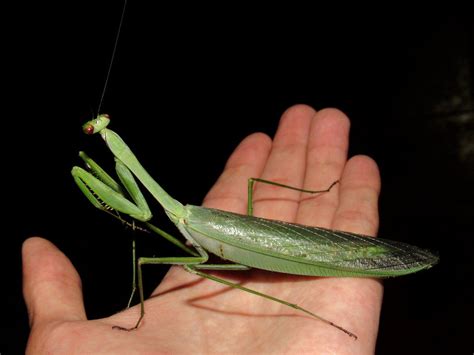 Macromantis Giant praying mantis