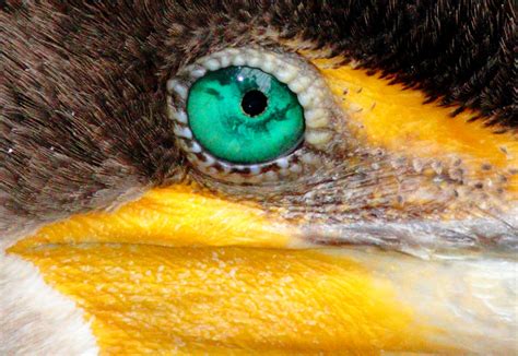 Double-Crested Cormorant's Eye | i've been thinking about th… | Flickr