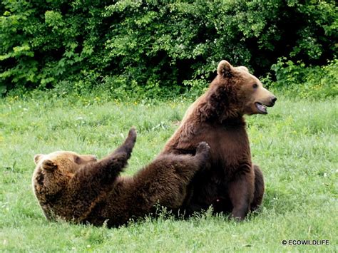 Rumanía: Wildlife en los Cárpatos