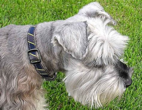 Parti Schnauzer: Colorful and Playful Canine Companion