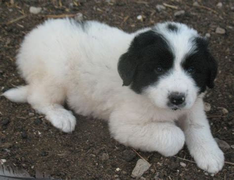 The Black Great Pyrenees | Great pyrenees, Dogs, Pyrenees