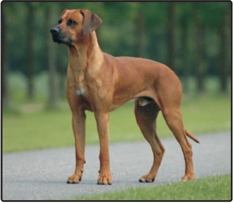 Rhodesian Ridgeback-Puppies and Dogs for Sale – Jelena Dogshows