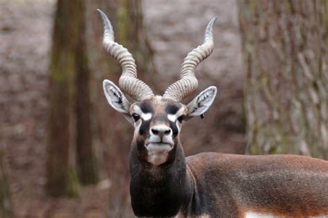 Antelope with horns image - Free stock photo - Public Domain photo - CC0 Images