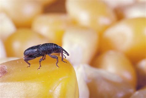 Corn Weevil Photograph by Pascal Goetgheluck/science Photo Library