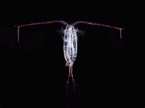 Real Monstrosities: Copepod