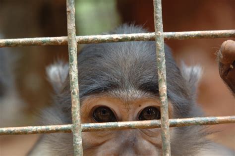 Free Caged Monkey Stock Photo - FreeImages.com