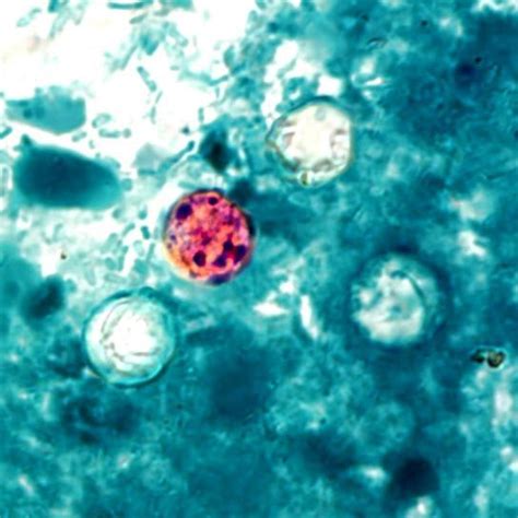 an image of some sort of animal cell in the water with other things around it