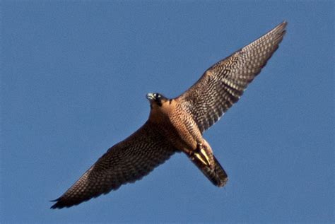 Peregrine Falcon at the Arizona-Sonora Desert Museum