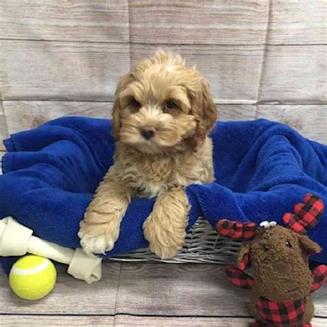 Cocker Spaniel/Poodle-Yorkshire Terrier Puppies for sale - Tullys Kennels