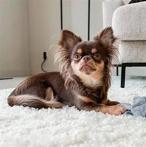 15 Best Dog Breeds for Apartments - ilovedogscute.com