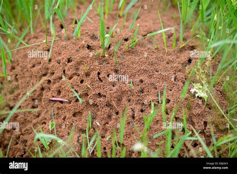 ants (Formicidae), ant hill in a meadow, Germany, Bavaria Stock Photo: 76010903 - Alamy