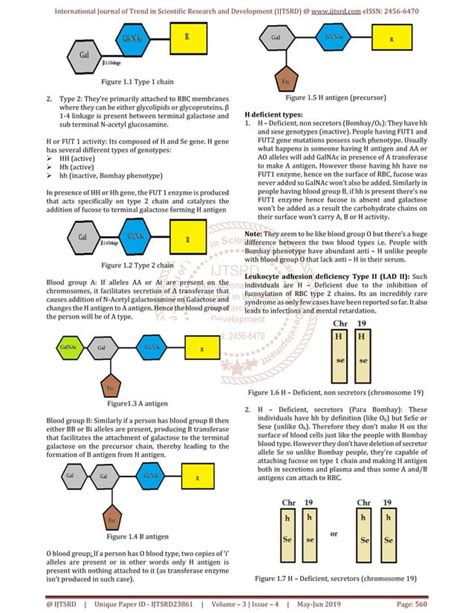 Bombay Blood Group Understanding Genetics | PDF