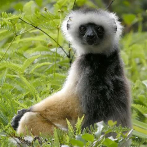 Diademed Sifaka - Facts, Diet, Habitat & Pictures on Animalia.bio