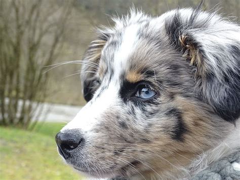 Blue Merle Australian Shepherd Puppy