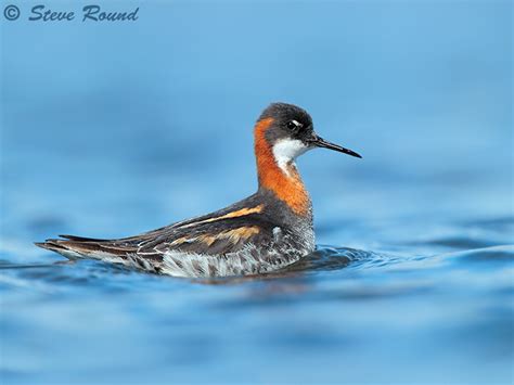 Steve Round Wildlife Photography: Red-necked Phalaropes from Iceland