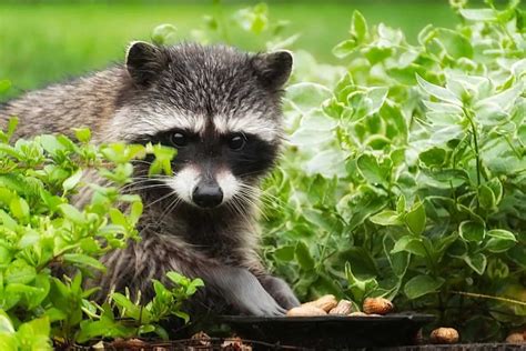 What Do Baby Raccoons Eat List - Get More Anythink's