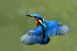 Kingfisher - Wikipedia