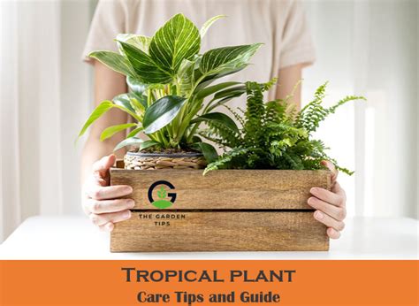 How To Care For Tropical Plants (Best Tips Revealed)