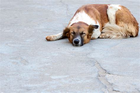 Free Images : puppy, animal, canine, pet, sleeping, nap, sleep, vertebrate, tired, domestic ...